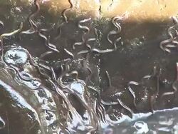 European eel elvers (Anguilla anguilla) migrating upstream, River Teifi, Wales Stock Footage