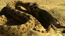 A snake slowly eats a mouse. Stock Footage