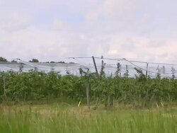 Plantation in France Stock Footage