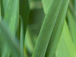 Blade of Grass Stock Footage