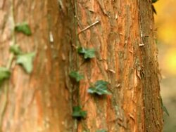 Autumn in  park Stock Footage