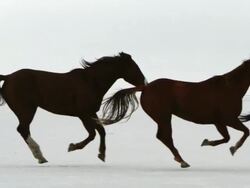 Slow motion of horses running. Stock Footage