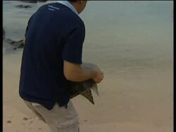 A look at the impact of the tsunami on turtle colonies News Clip