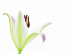 Lily Flower Blooming ; Time Lapse Stock Footage
