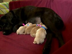 Medium static zoom-in - Puppies nurse. Stock Footage