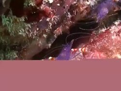 MS two Blue Boxer Shrimps in reef crevice, fighting briefly, Mabul, Borneo Stock Footage