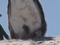 CU TU Shot of Adelie Penguin (Pygoscelis adeliae) adolescent chick with down feathers laying on its belly Stretching its body getting up / Antarctica Stock Footage