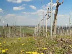 HD DOLLY: Early Spring Vineyard Stock Footage