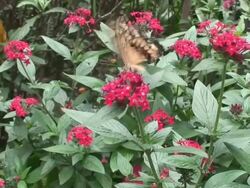 Black Swallowtail feeding on the flowers Stock Footage