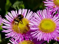 Bee Collecting Pollen On A Flower - Full Stock Footage