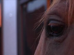Horse eye C/U HD Stock Footage