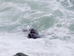 SLOW MOTION: Seals Fighting in Water Stock Footage