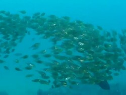 MS Shot of Slender sweeper school swimming between rocks covering with swaying seaweed / Matola, Maputo, Mozambique Stock Footage