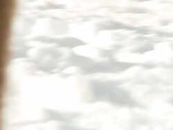 CU TU POV SLO MO Grizzly bear walking in snow  / Livingstone, Montana, United States Stock Footage