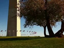 Panning shot of Washington Monument and a big tree in Washington DC Stock Footage