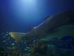 Underwater life: swimming with the sharks Stock Footage