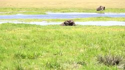 Elephant playing and grazing at Amboseli Stock Footage