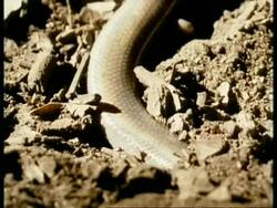 CU Burrowing Skink Lizard, burrowing into ground, Kenya Stock Footage