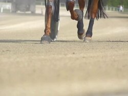 HD SUPER SLOW MO: Harness Horse's Hoofs Stock Footage
