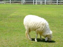Sheep grazing Stock Footage