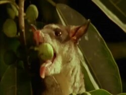 CU Opossum biting fig, drops it, Panama Stock Footage