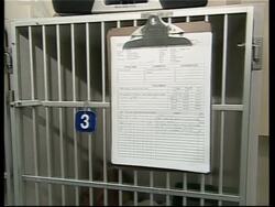 Cat goes 3 weeks without food or water in cargo hold of jet News Clip