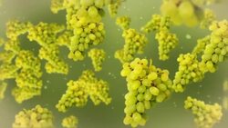 Bunches of green grapes float on a green background. Stock Footage