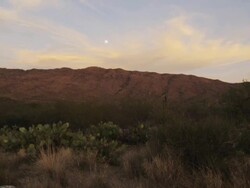 Saguaro National Park Stock Footage