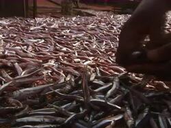 MS ZI Hands spreading out for small fish to drying / Lake Tanganyika, Kigoma, Tanzania Stock Footage