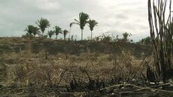 VOICED: Polemica ley forestal en Brasil News Clip