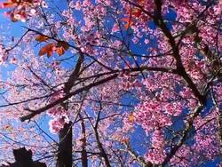 Dolly Shot: Spring Pink Cherry Blossoms with Blue Sky Backgrounds Stock Footage
