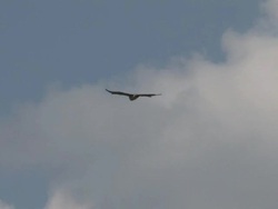 Vulture in the clouds - multi-format interlaced Stock Footage