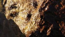 Crabs feeding on the rock Stock Footage