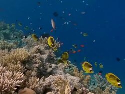 Red Sea raccoon butterflyfish (Chaetodon fasciatus) over a coral reef. This fish is normally solitary or found in pairs. This group is possibly a prelude to spawning activity. Filmed in the Gulf of Aden, Red Sea Stock Footage