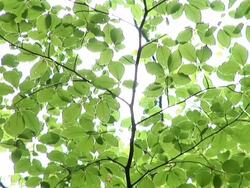 HD: Beech tree branch Stock Footage