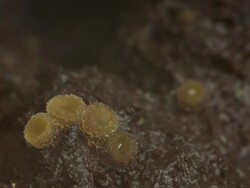 T/L Orange disc fungus emerging on cow dung, BCU, UK Stock Footage
