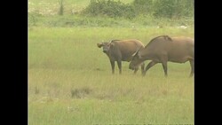 Buffalo grazing in Loango National Park News Clip