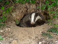 WS View of European badge standing at den entrance / Calvados, Normandy, France Stock Footage