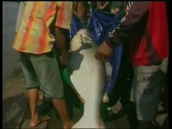 VOICER Catfish in Cambodia on the brink of extinction News Clip