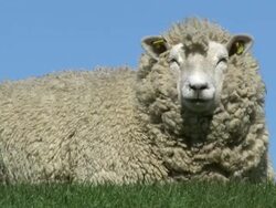 sheep grazing Stock Footage