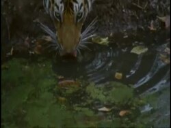 MS Royal Bengal tiger (Panthera tigris tigris) drinking from dirty waterhole, Bandhavgarh National Park, India, Tilt up Stock Footage