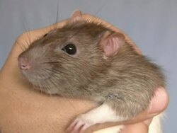 HD: rat Stock Footage