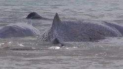 4 of 10 whales beached off Indonesia die Instructional Video