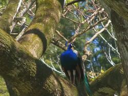 Peafowl on the tree Stock Footage