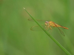 Closeup dragonfly rests on leafs Stock Footage