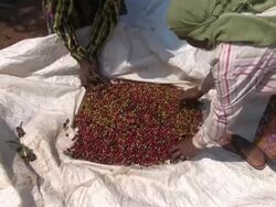 Coffee harvesting Stock Footage