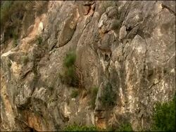 Spanish Ibex (Capra pyrenaica) on rocky cliff, Granada Province, Andalucia, Spain Stock Footage