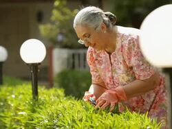 Senior woman cutting hedge from scissors  Stock Footage