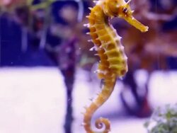 Sea horse. Stock Footage