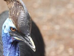 Cassowary Stock Footage